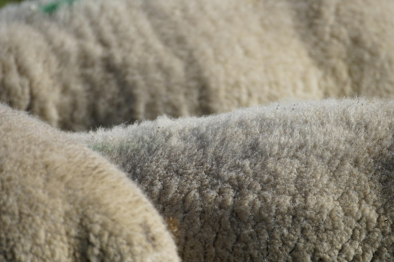 Flip the Script on Wool: Nature's Performance Fabric